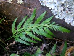 Asplenium flaccidum subsp. haurakiense. Coriaceous mature frond showing enlarged basal basiscopic secondary pinnae. 
 Image: L.R. Perrie © Leon Perrie CC BY-NC 3.0 NZ